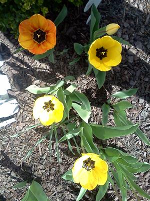 Spring flowers 